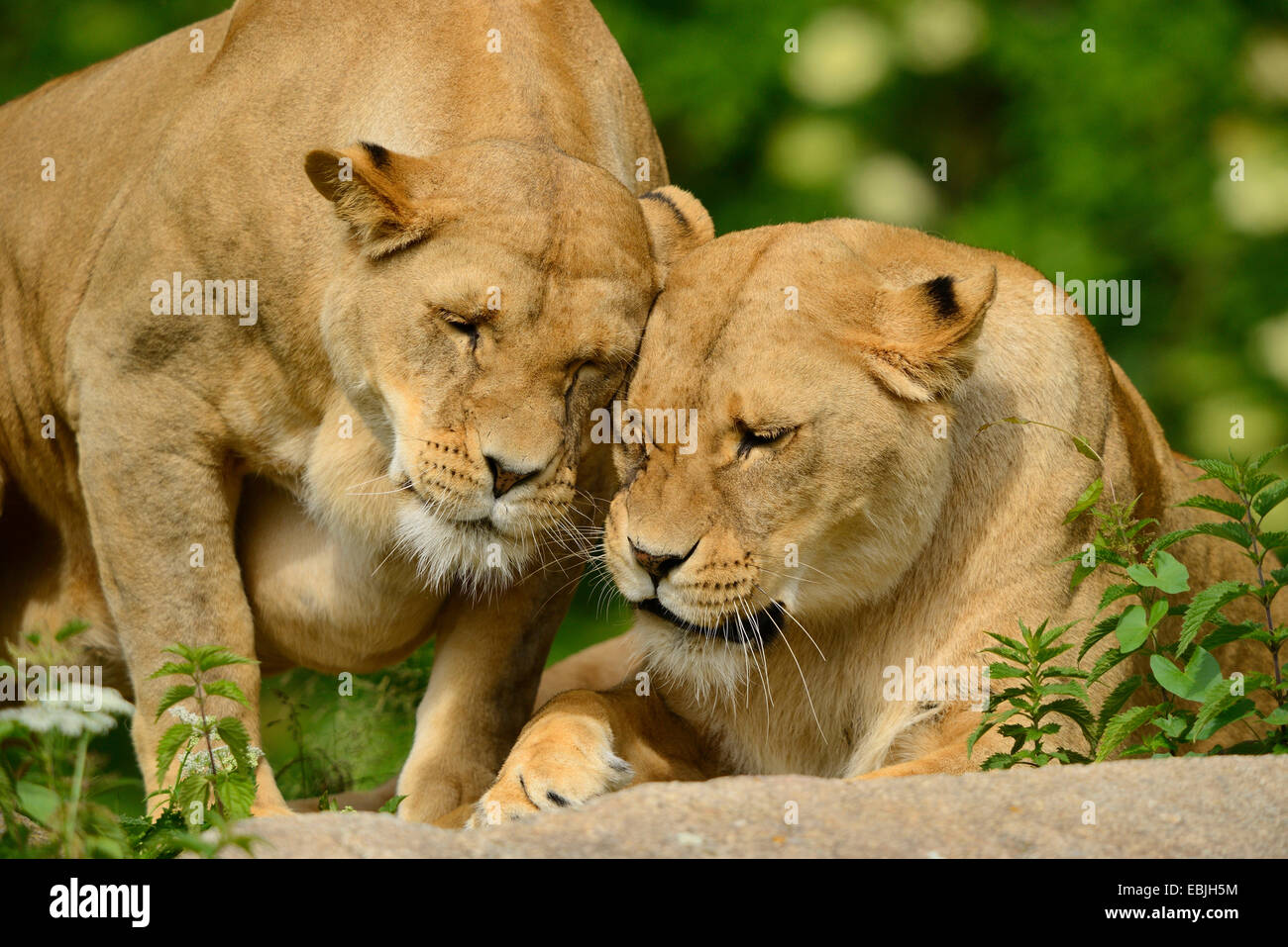 lion (Panthera leo), two lions smooching Stock Photo