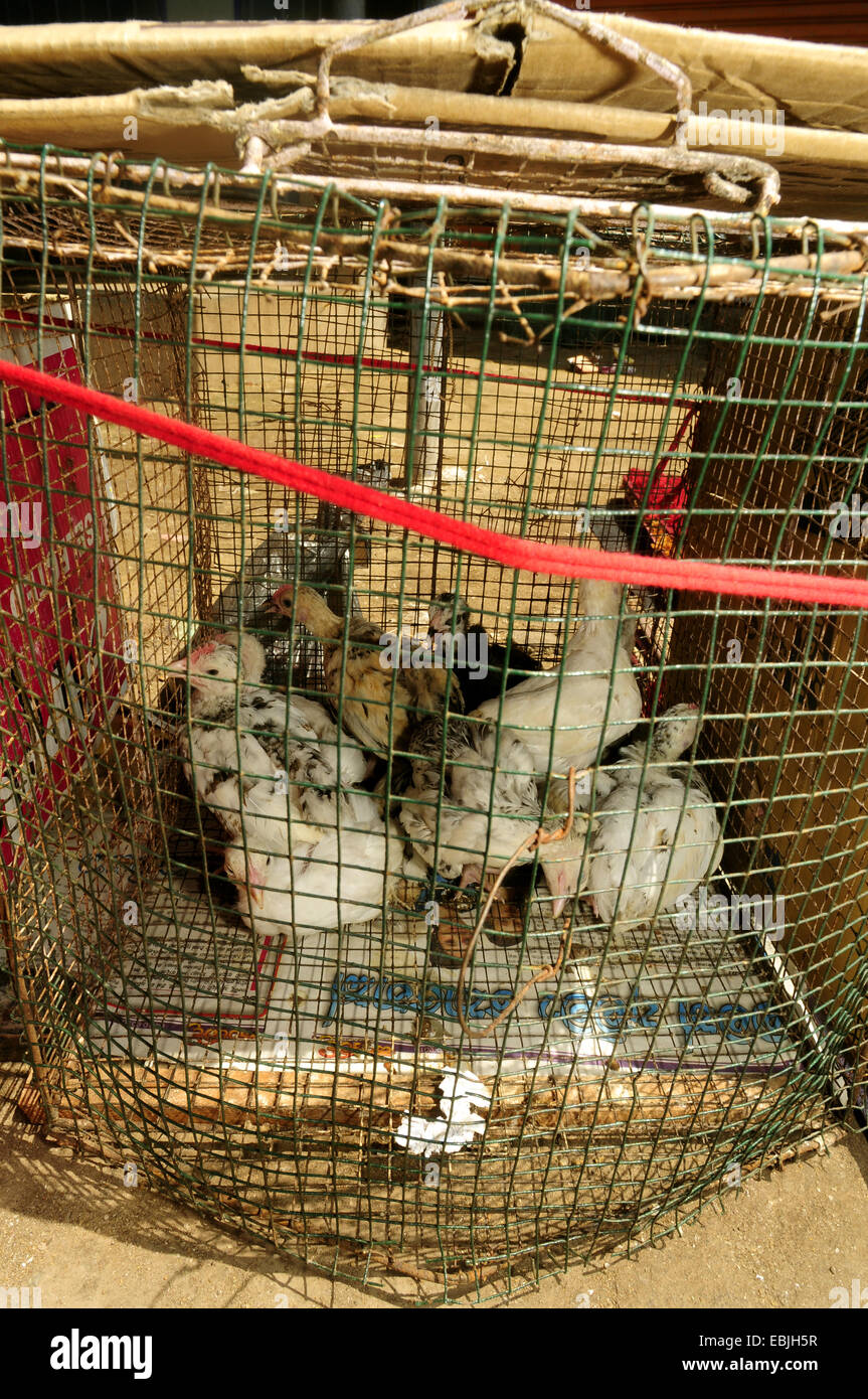 domestic fowl (Gallus gallus f. domestica), fowls in a cage on a market, Sri Lanka, Westprovinz, Negombo Stock Photo