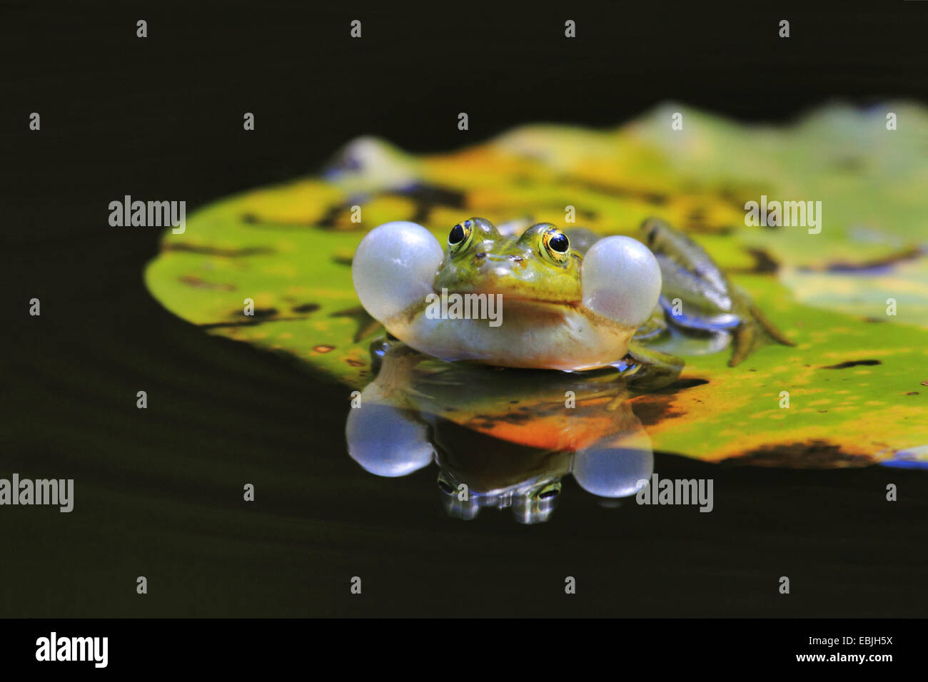 European edible frog, common edible frog (Rana kl. esculenta, Rana ...