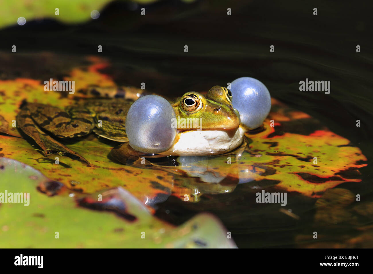 European edible frog, common edible frog (Rana kl. esculenta, Rana esculenta), sitting on