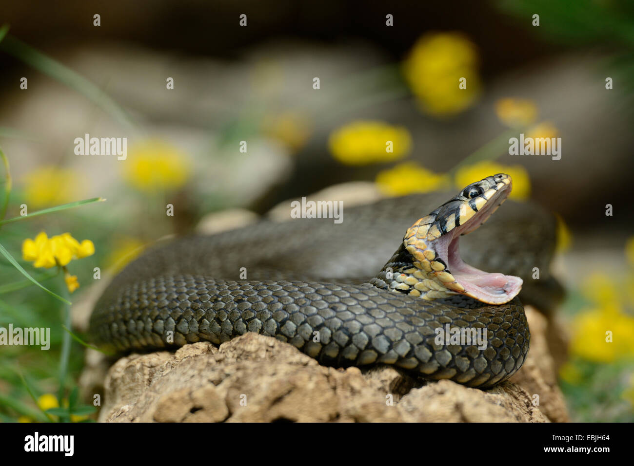 grass snake (Natrix natrix), with mouth wide open, side view, Germany Stock Photo