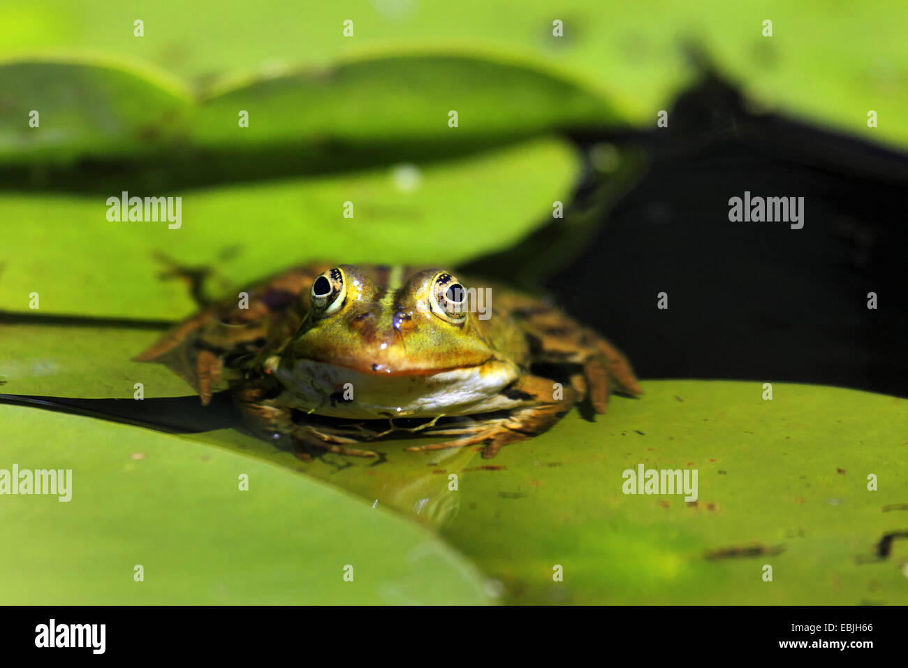 European edible frog, common edible frog (Rana kl. esculenta, Rana esculenta), sitting on lily