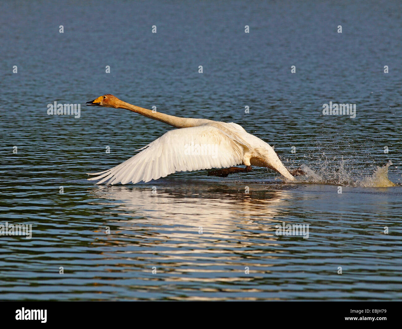 whooper swan (Cygnus cygnus), taking off, Germany, Saxony, Oberlausitz Stock Photo