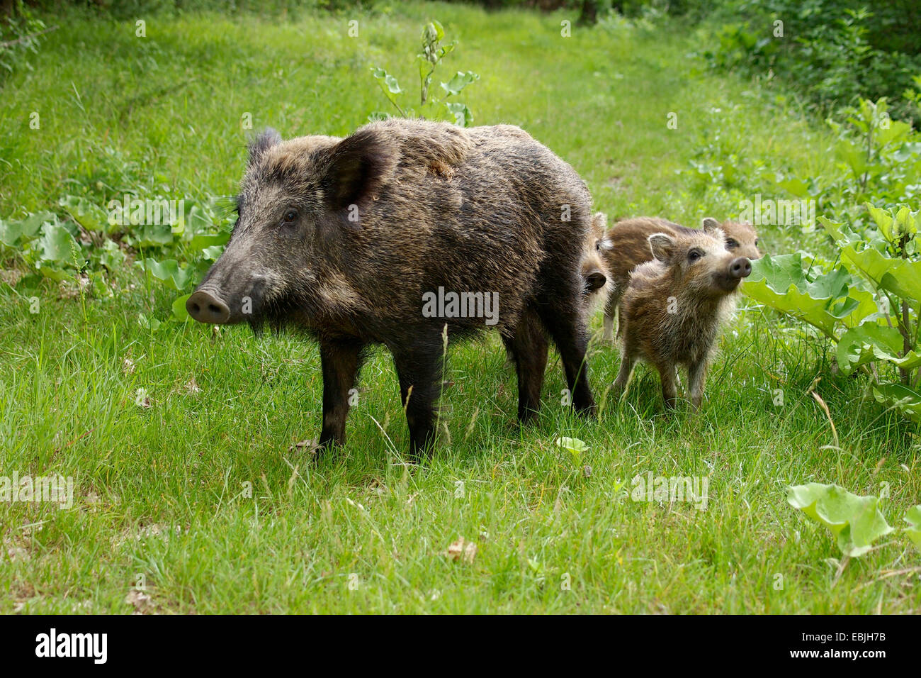 wild boar, pig, wild boar (Sus scrofa), female with shoats in a meadow, Germany, Baden-Wuerttemberg Stock Photo