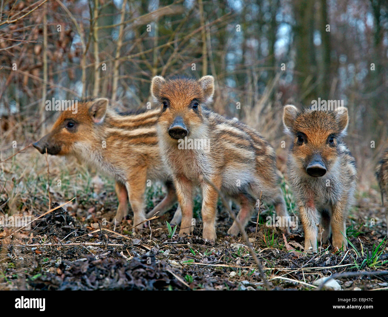 wild boar, pig, wild boar (Sus scrofa), three shoats standing in a forest, Germany, Baden-Wuerttemberg Stock Photo