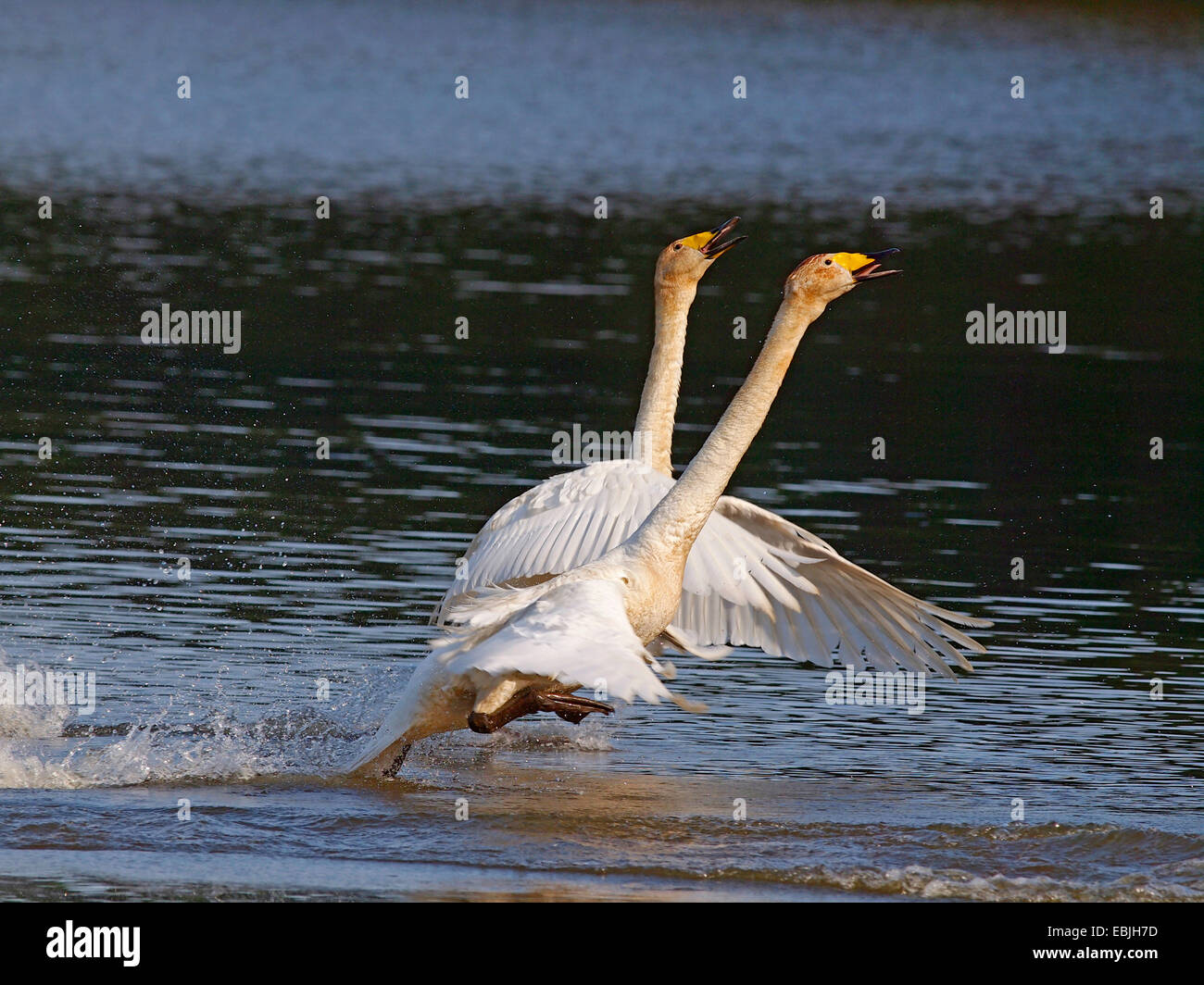 whooper swan (Cygnus cygnus), two whooper swans courting on a lake, Germany, Saxony, Oberlausitz Stock Photo