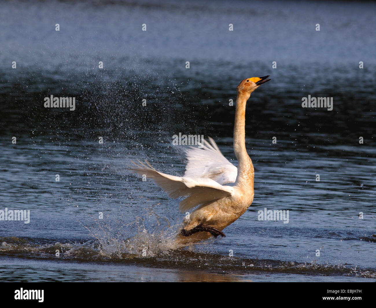 whooper swan (Cygnus cygnus), courting on a lake, Germany, Saxony, Oberlausitz Stock Photo