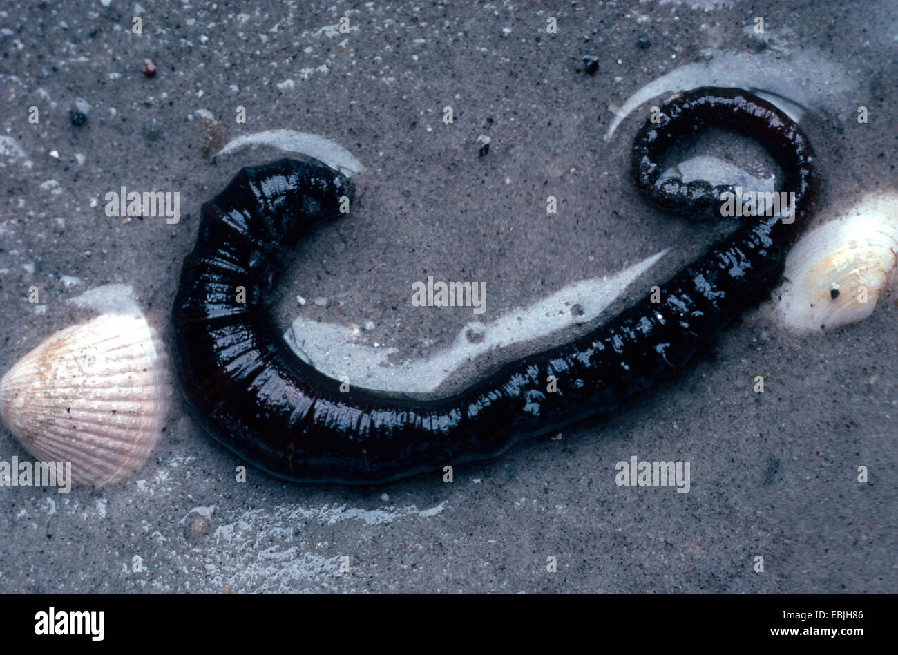 European lug worm, blow lug, lugworm (Arenicola marina), lying in the
