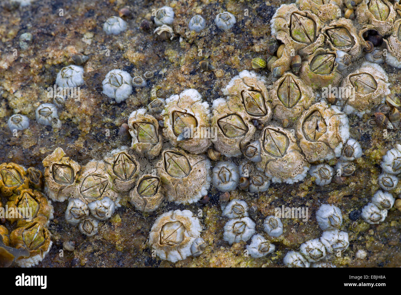 northern rock barnacle, acorn barnacle, common rock barnacle (Semibalanus balanoides, Balanus balanoides), on a coastal rock, Germany, Schleswig-Holstein, Schleswig-Holstein Wadden Sea National Park Stock Photo