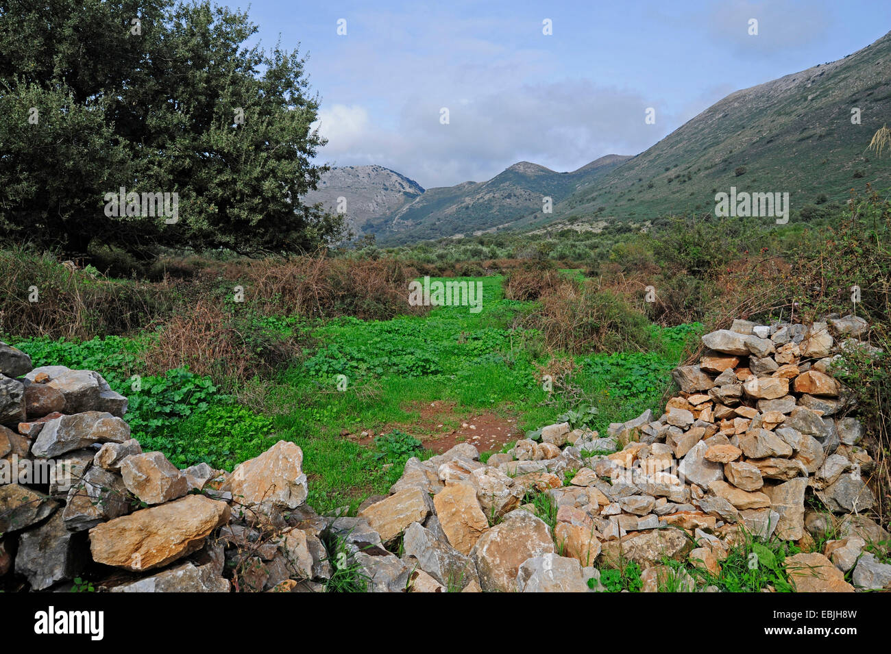 natural stone wall in a meadow in a hill landscape on the Mani peninsula, Greece, Peloponnese, Mani Stock Photo