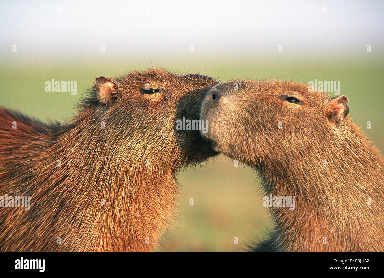 capybara, carpincho (Hydrochaeris hydrochaeris), pair, head-to-head, kissing, smooching, Venezuela, Hato El cedral Stock Photo