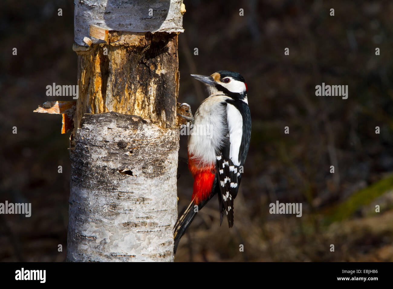 Great spotted woodpecker (Picoides major, Dendrocopos major), sitting at a tree trunk on the feed, Sweden, Hamra National Park Stock Photo