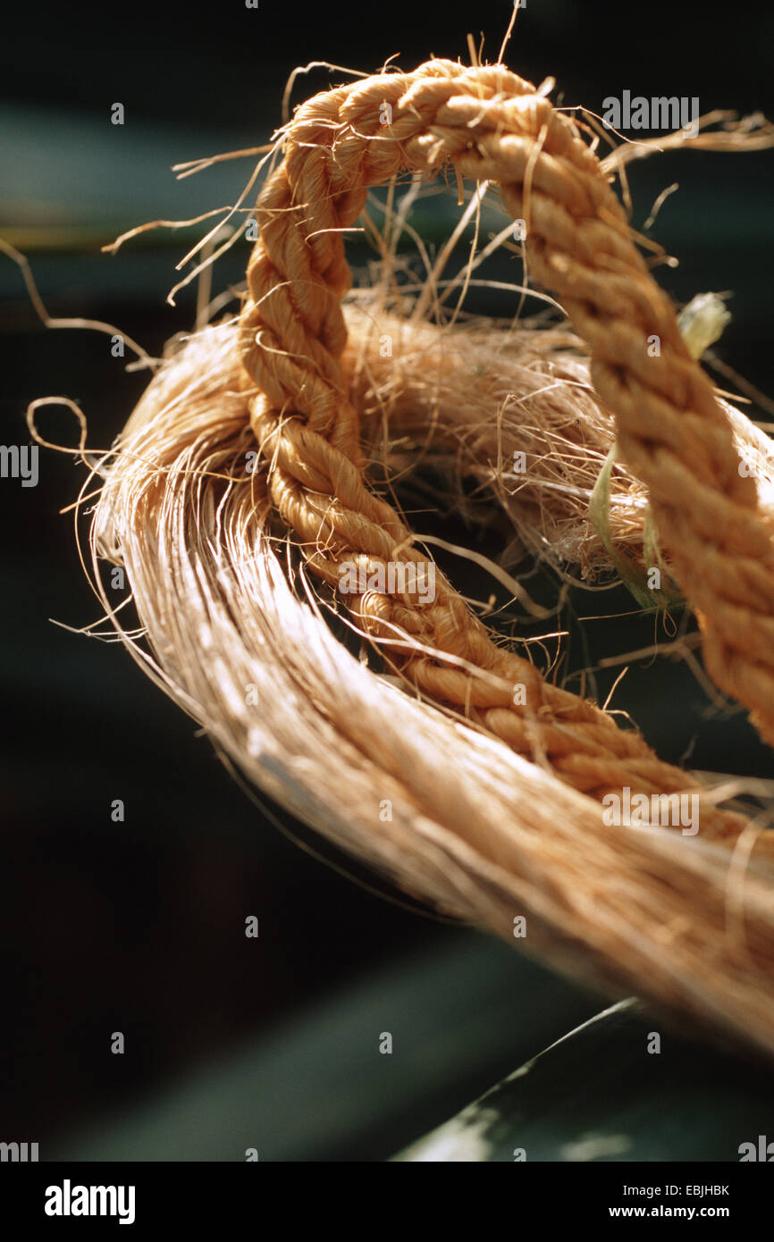 sisal hemp (Agave sisalana), rope from sisal fibers Stock Photo