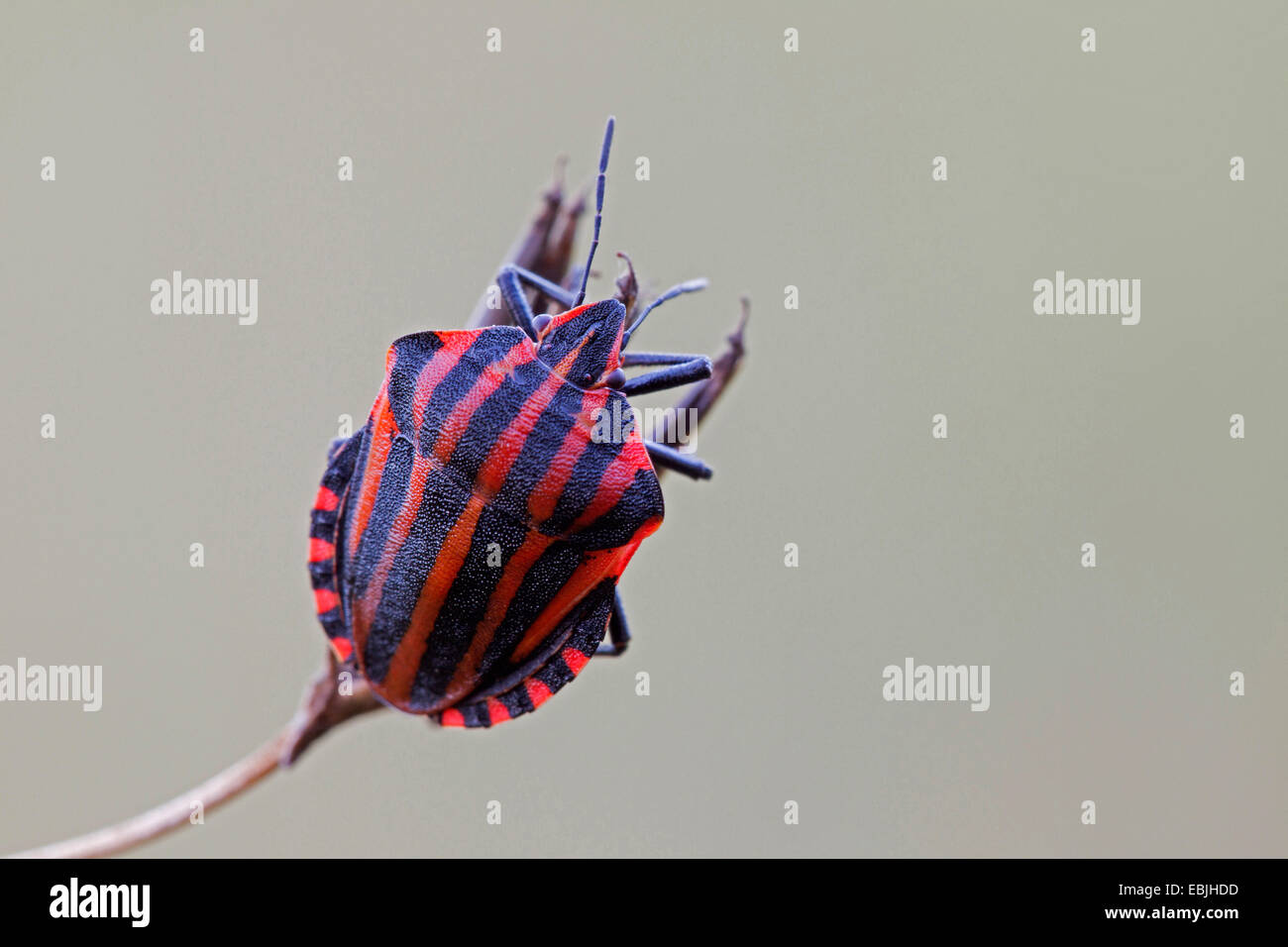 Graphosoma lineatum, Italian Striped-Bug, Minstrel Bug (Graphosoma lineatum, Graphosoma italicum), sitting on a sprout, Germany, Schleswig-Holstein Stock Photo