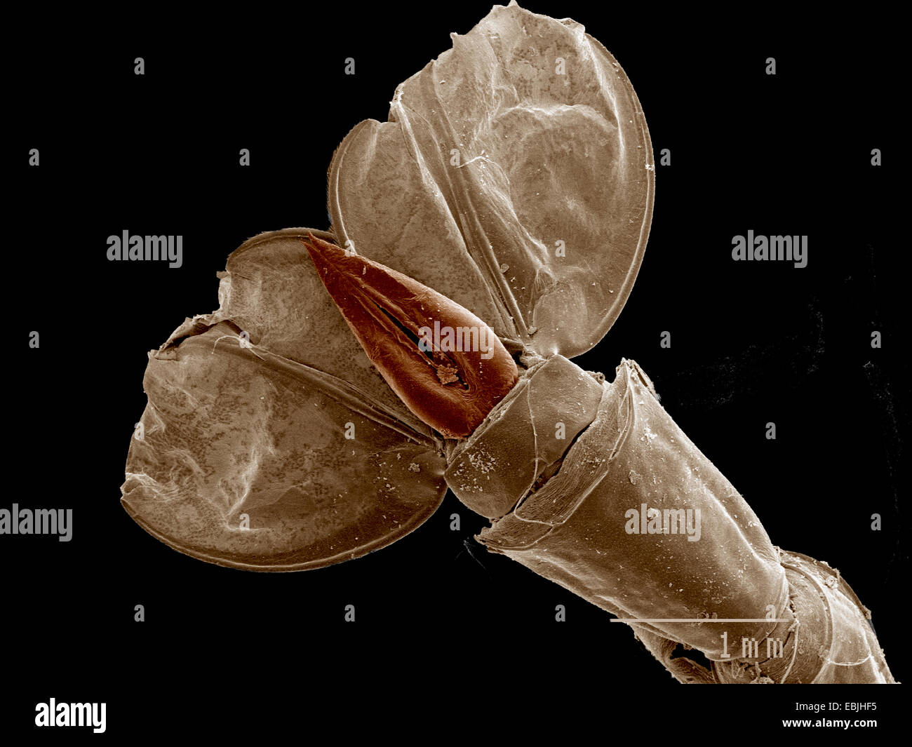 Tail of Phantom Midge larva, Chaoboridae SEM Stock Photo