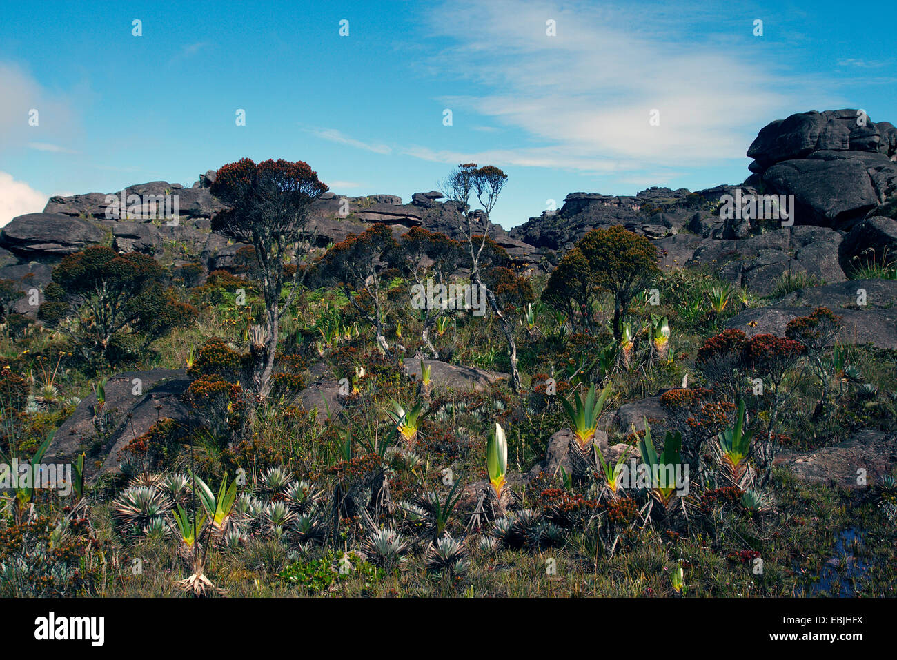 vast rock landscape at the Roraima Tepui, Venezuela, Canaima National Park, Roraima Tepui Stock Photo