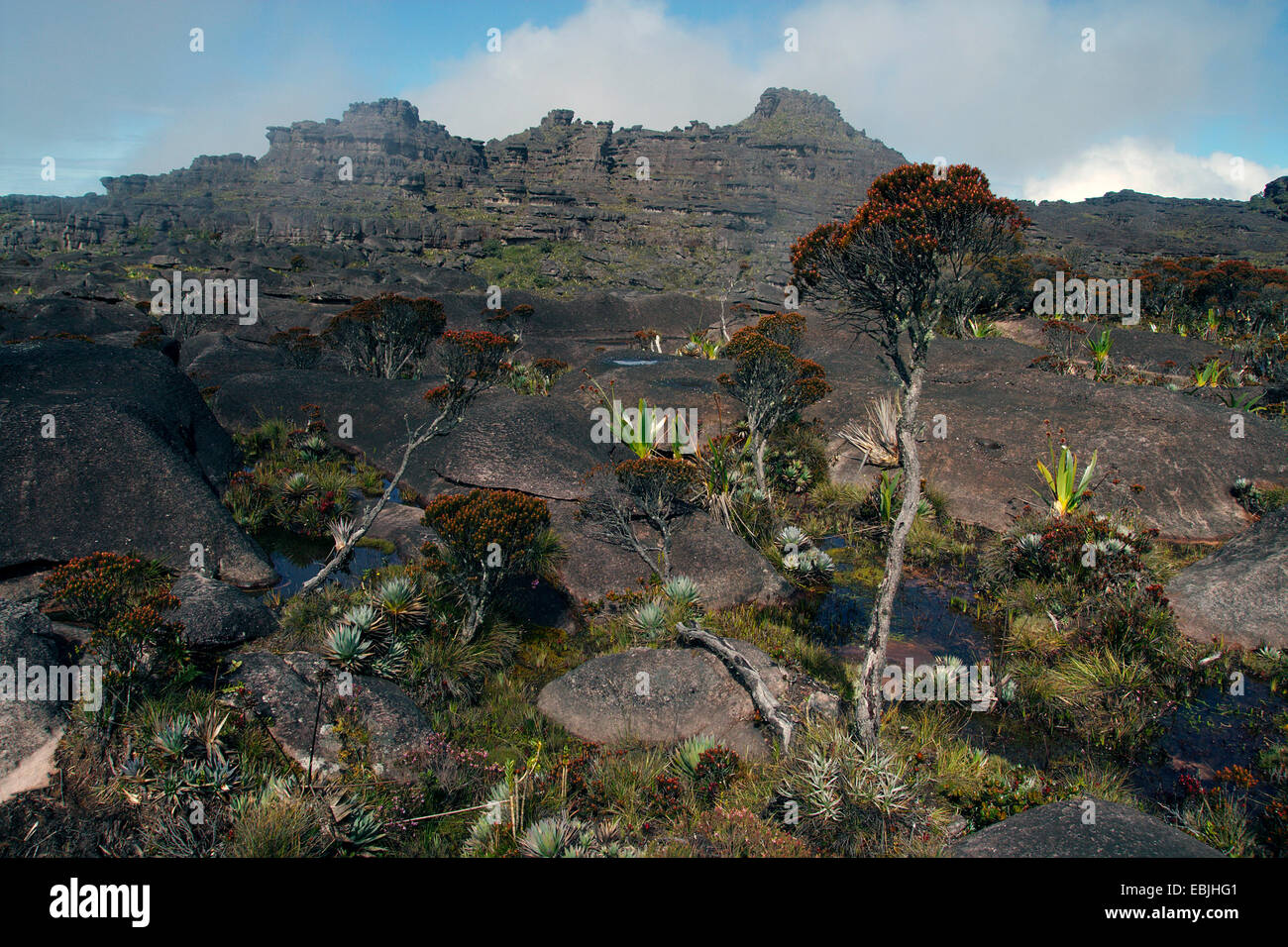 vast rock landscape at the Roraima Tepui, Venezuela, Canaima National Park, Roraima Tepui Stock Photo