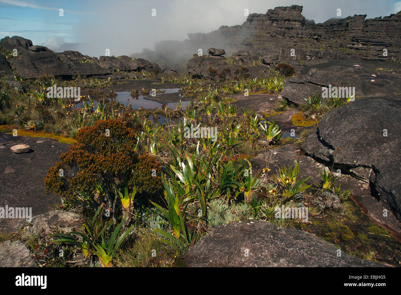 vast rock landscape at the Roraima Tepui, Venezuela, Canaima National Park, Roraima Tepui Stock Photo