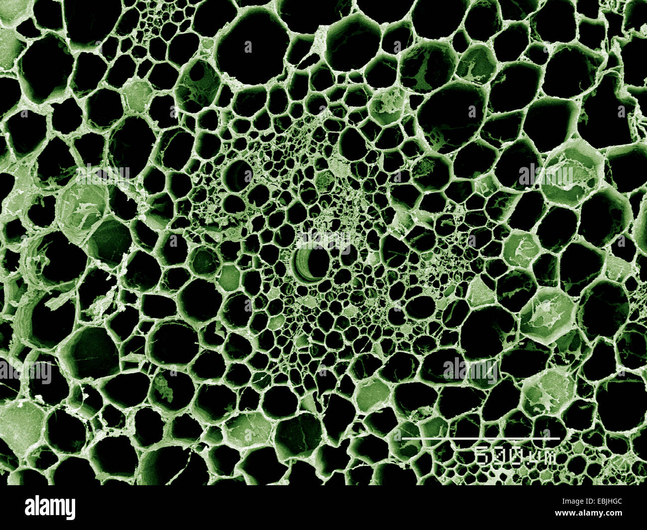 Cross section of stem of Peruvian Lily SEM Stock Photo