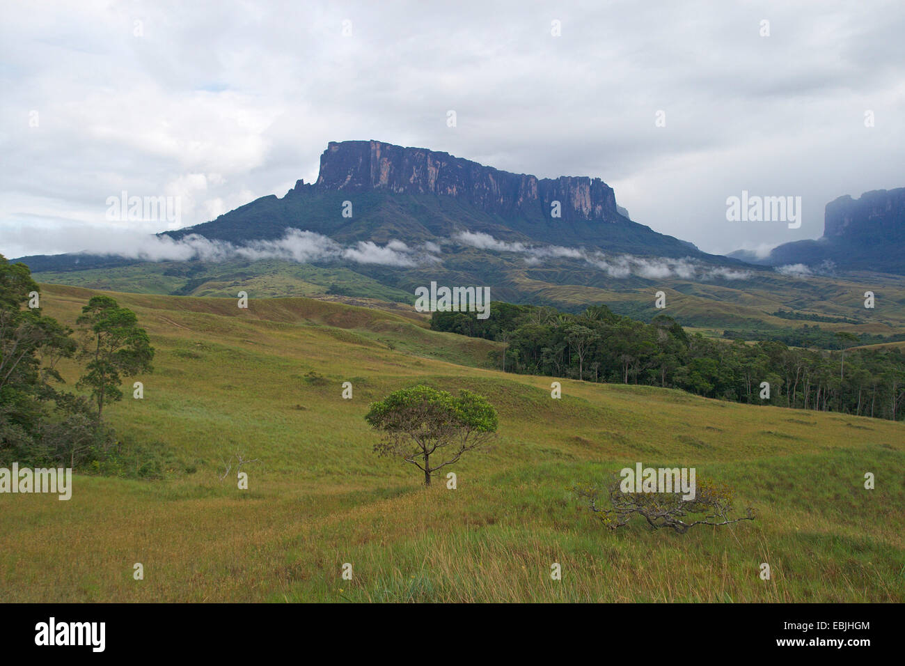 view over the hilly meadow and forest landscape on the table mountains Kukenam Tepui and Gran Sabana, Venezuela, Canaima National Park Stock Photo