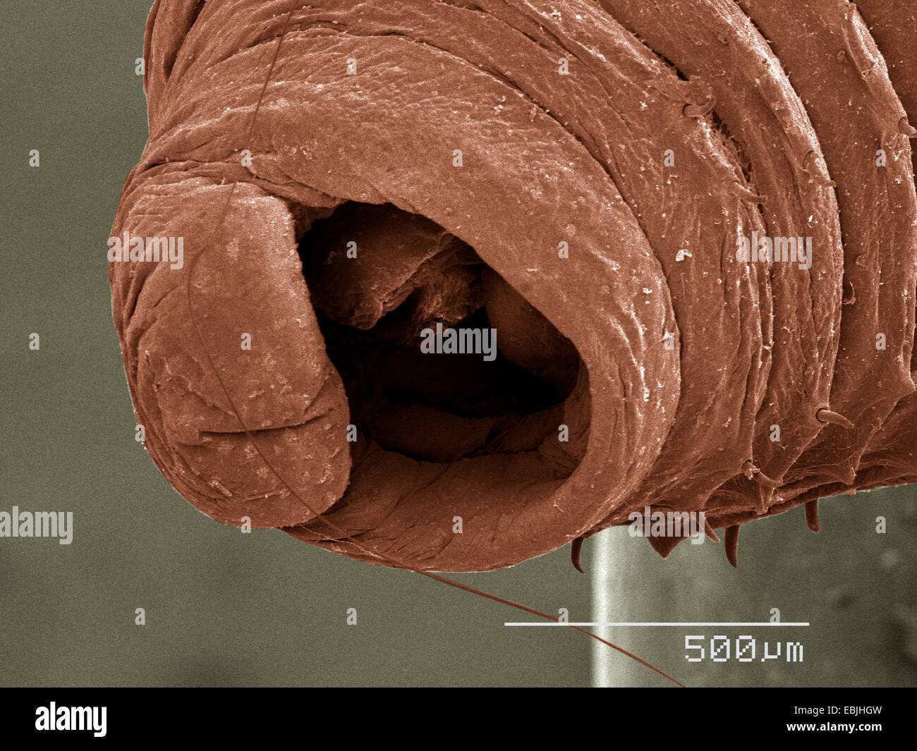Oligochaete worm hires stock photography and images Alamy