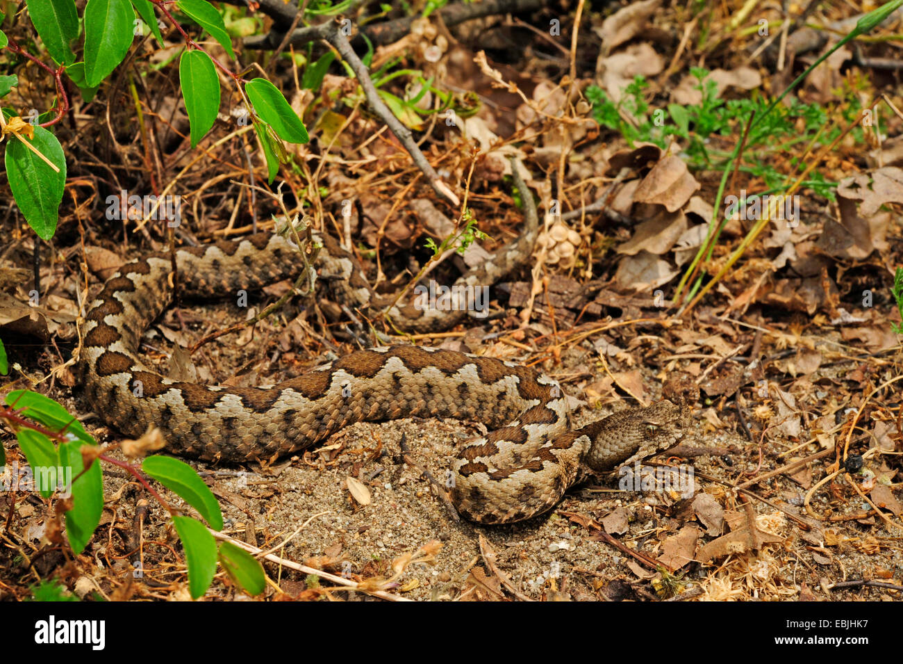 Nose-horned viper, Horned viper, Long-nosed viper (Vipera ammodytes), lying on the ground, Greece, Macedonia Stock Photo