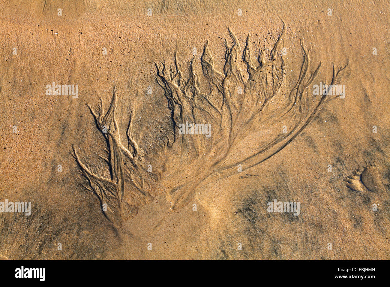 pattern in the sand at low tide, Canary Islands, Fuerteventura, Sotavento Stock Photo