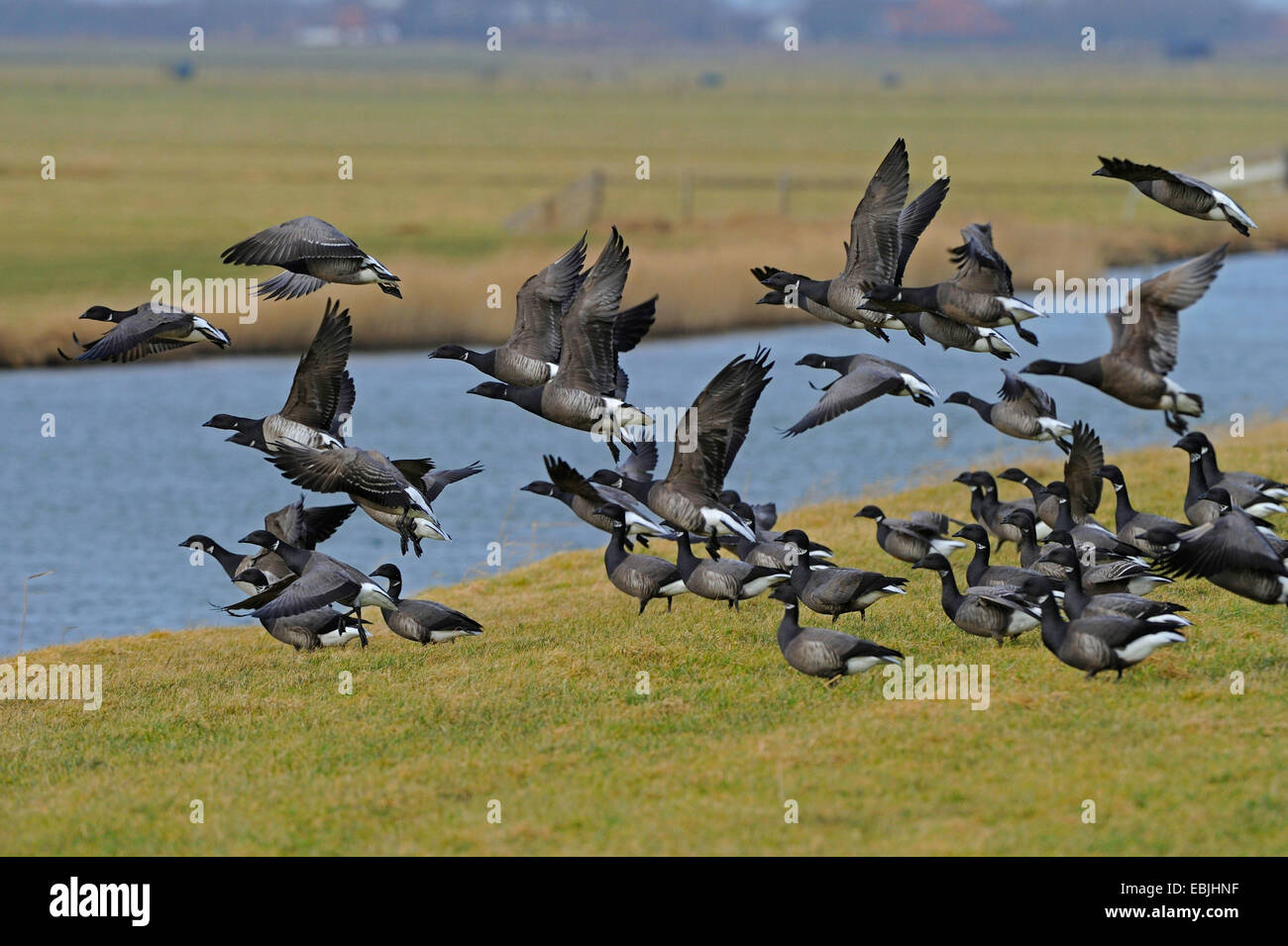 brent goose (Branta bernicla), birds flying above moat, Netherlands, Texel Stock Photo