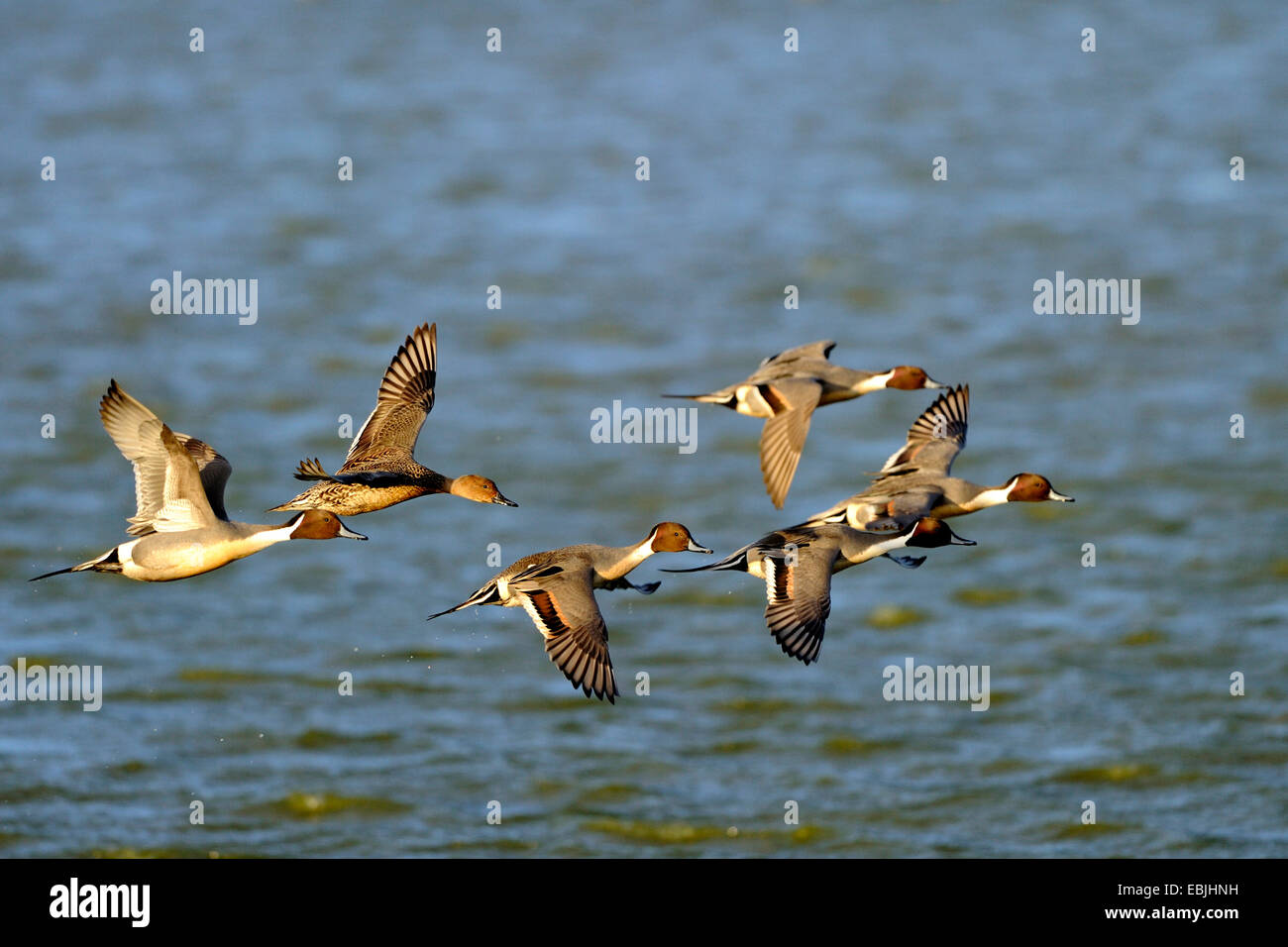 northern pintail (Anas acuta), flying above water, Netherlands, Texel Stock Photo