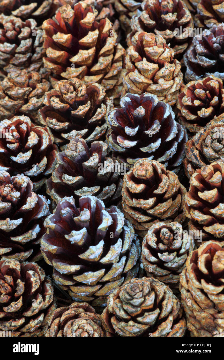 Scotch pine, scots pine (Pinus sylvestris), pine cones, United Kingdom, Scotland, Cairngorms National Park Stock Photo