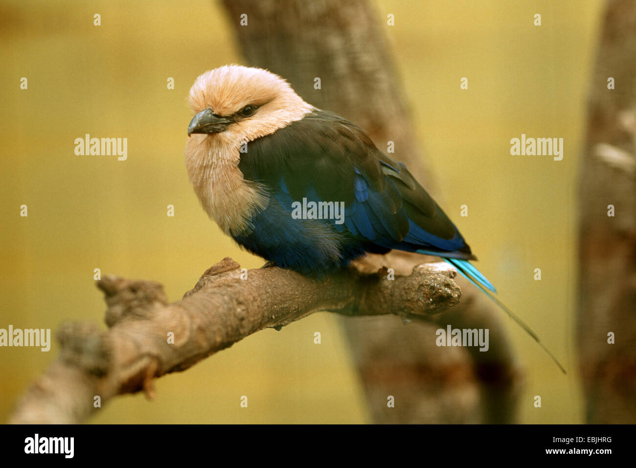 blue-bellied roller (Coracias cyanogaster), resting on a branch Stock Photo