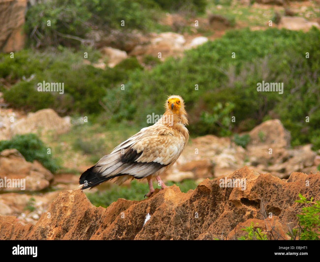 Egyptian vulture (Neophron percnopterus), single animal on a rock, Yemen, Socotra Stock Photo