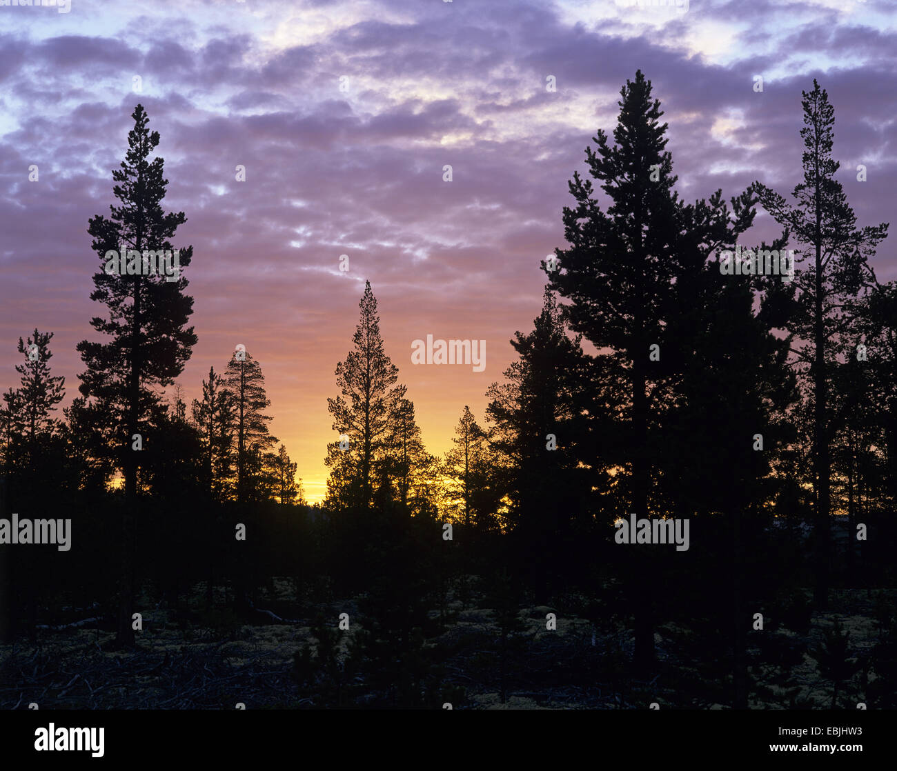 Scotch pine, scots pine (Pinus sylvestris), silhouettes of pines at sunset, Norway, Rondane Nationalpark Stock Photo