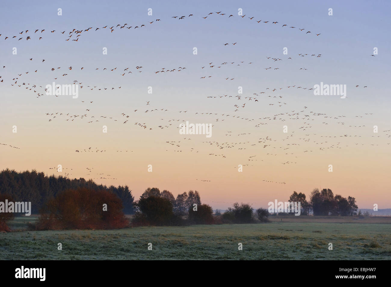 white-fronted goose (Anser albifrons), flocks of geese flying up over the moor, Germany, Lower Saxony, Rehdener Geestmoor, Rehden Stock Photo