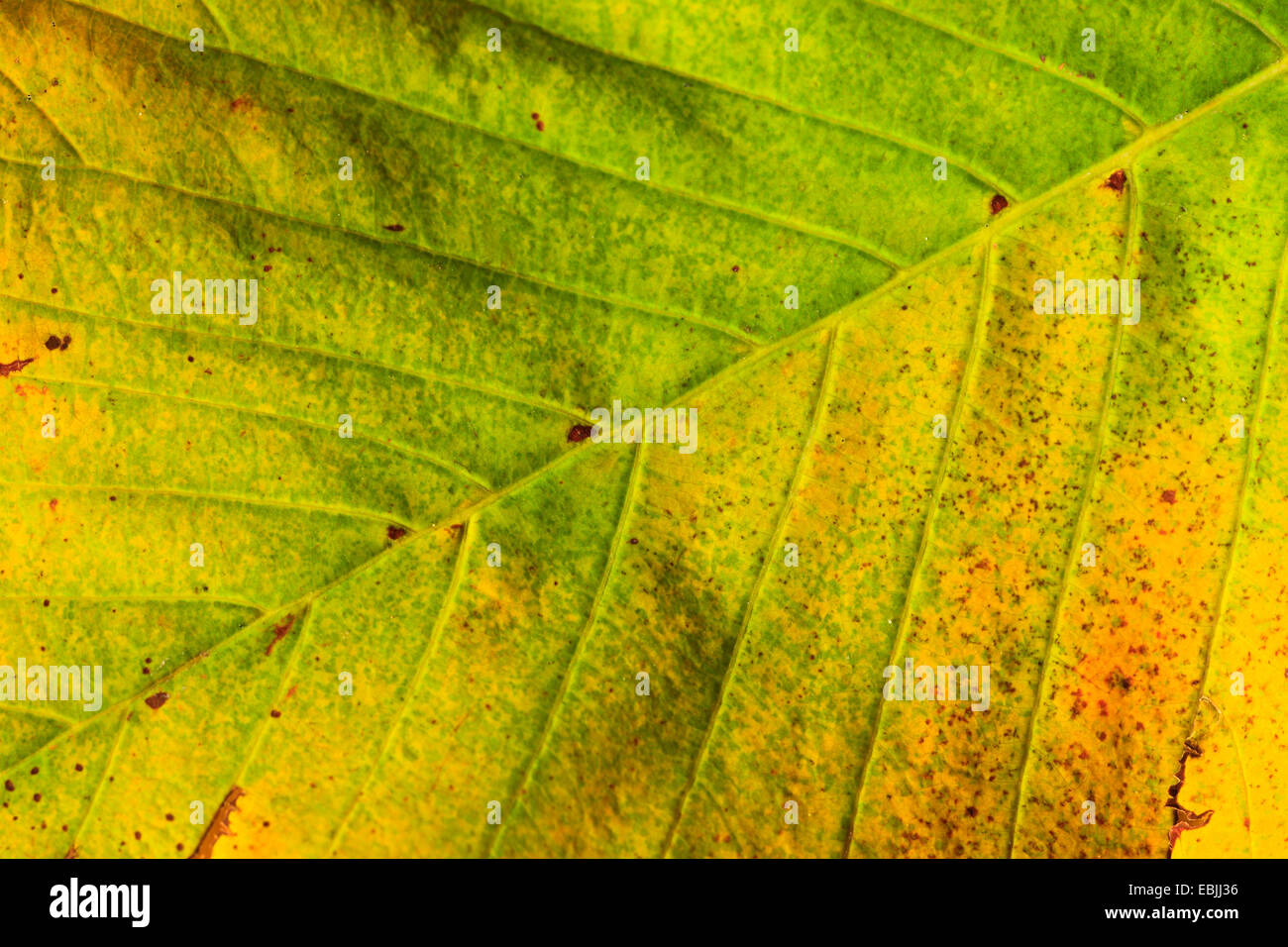 common horse chestnut (Aesculus hippocastanum), detail of leaf Stock Photo