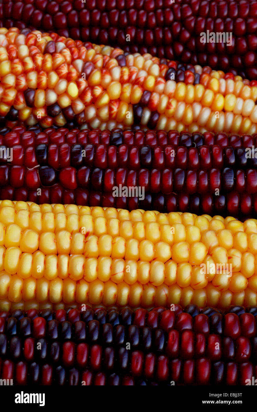 Indian corn, maize (Zea mays, Zea mays 'Multicolor', Zea mays Multicolor), mulicolored maize cob, jumping genes Stock Photo