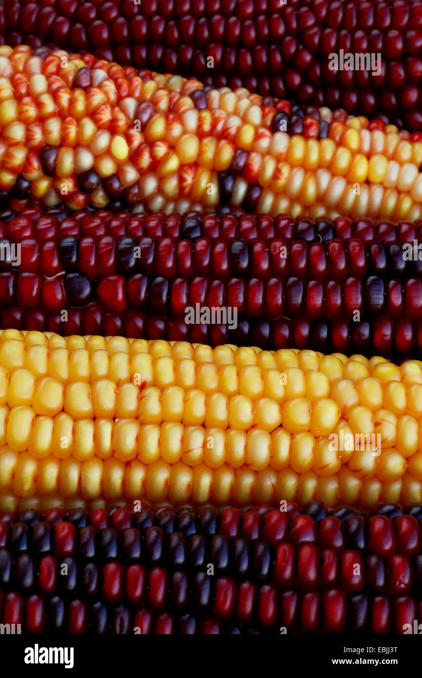 Indian corn, maize (Zea mays, Zea mays 'Multicolor', Zea mays