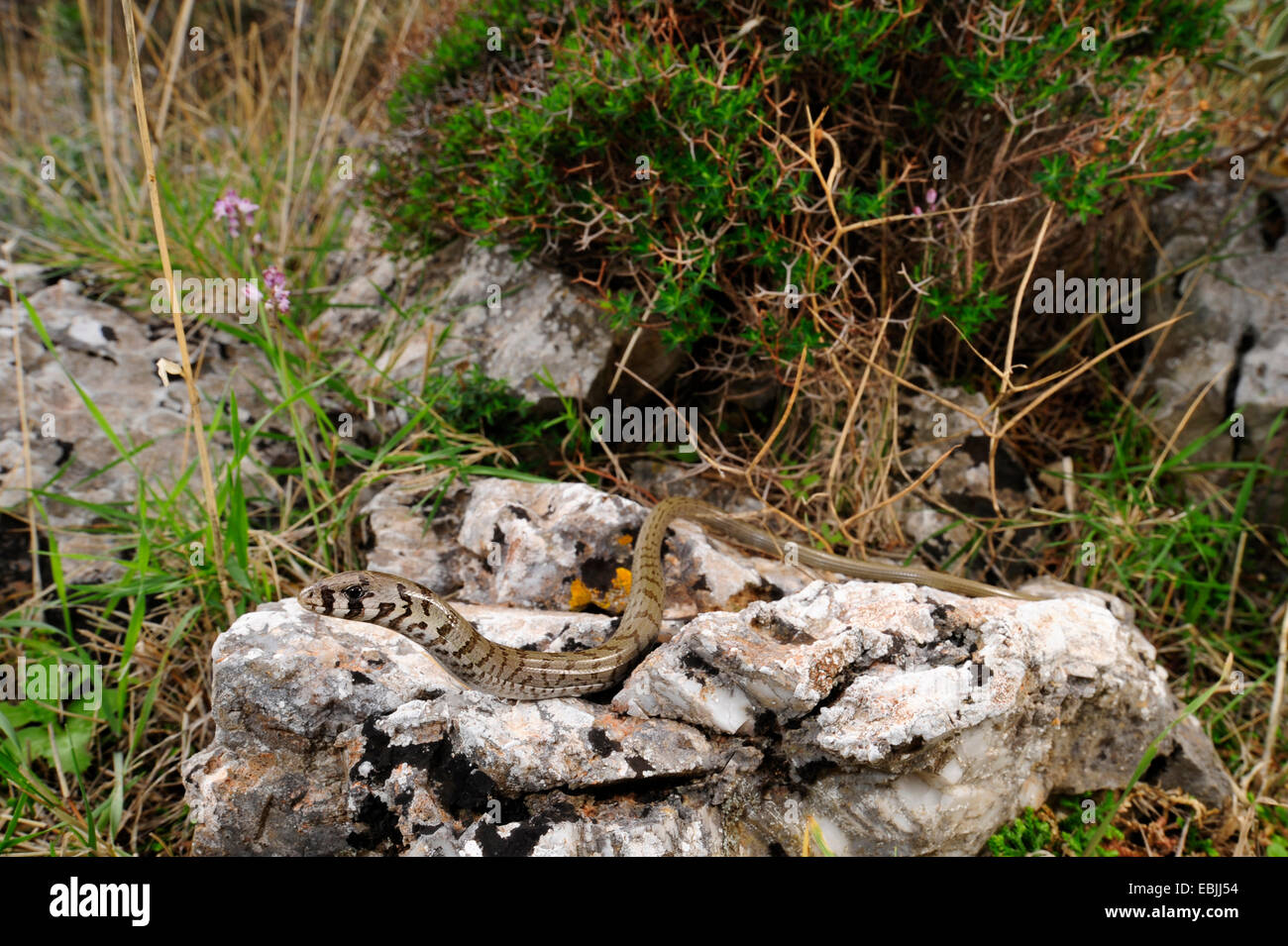 European glass lizard, armored glass lizard (Ophisaurus apodus