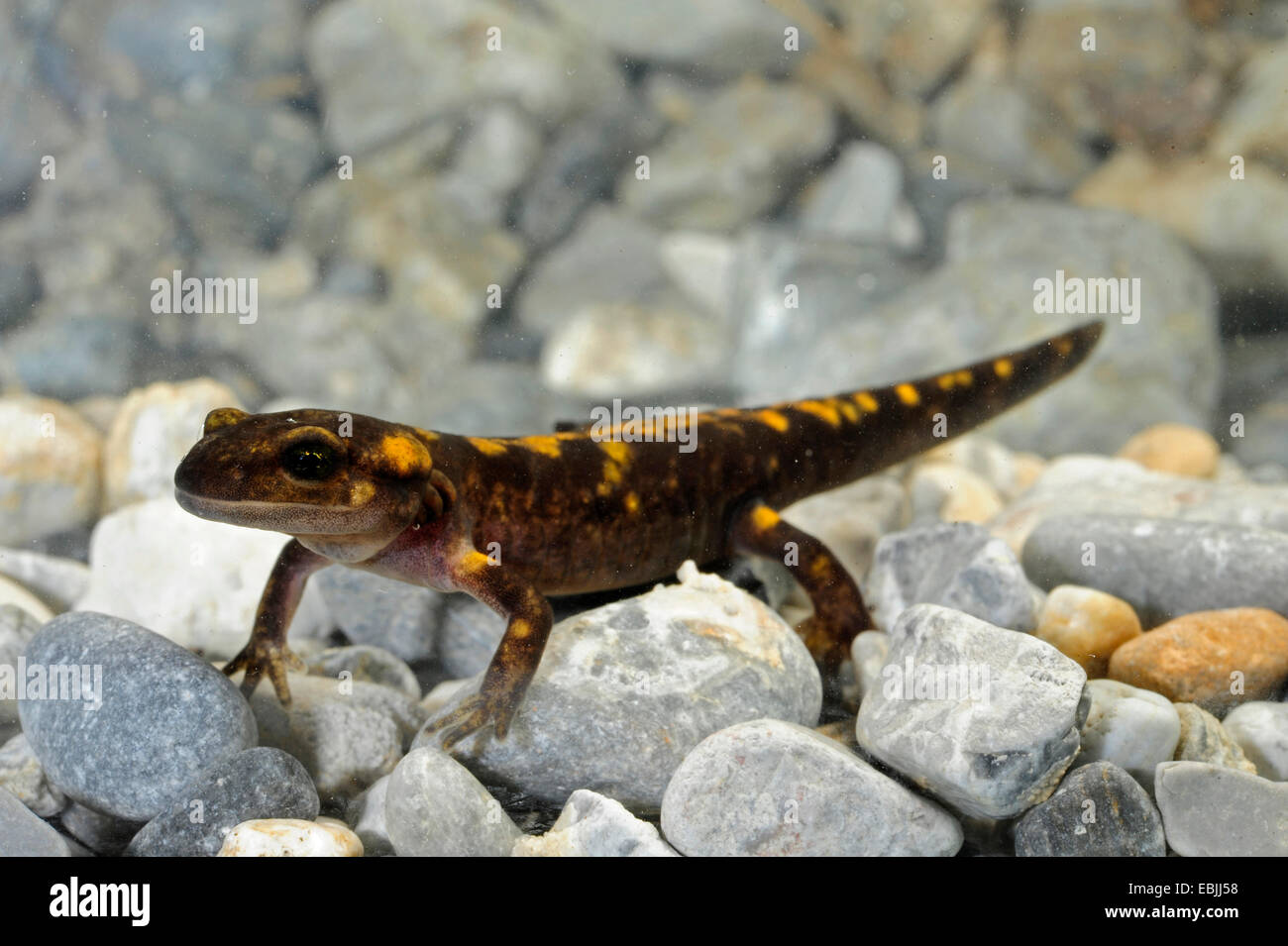 European fire salamander (Salamandra salamandra, Salamandra salamandra werneri), nearly completely developed larva, Greece, Macedonia Stock Photo