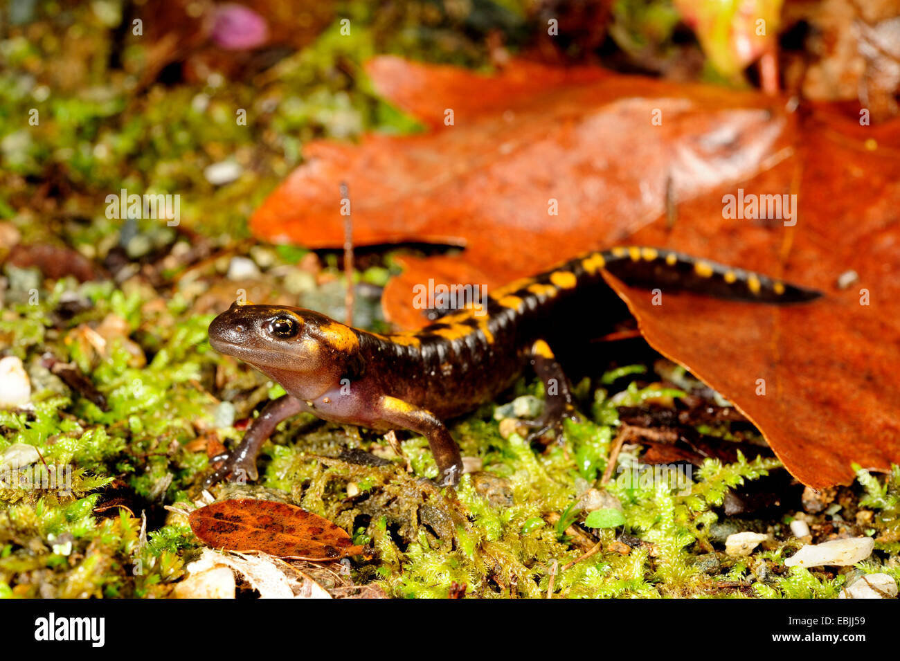 European fire salamander (Salamandra salamandra, Salamandra salamandra werneri), just completely developed individual on moss, Greece, Macedonia Stock Photo