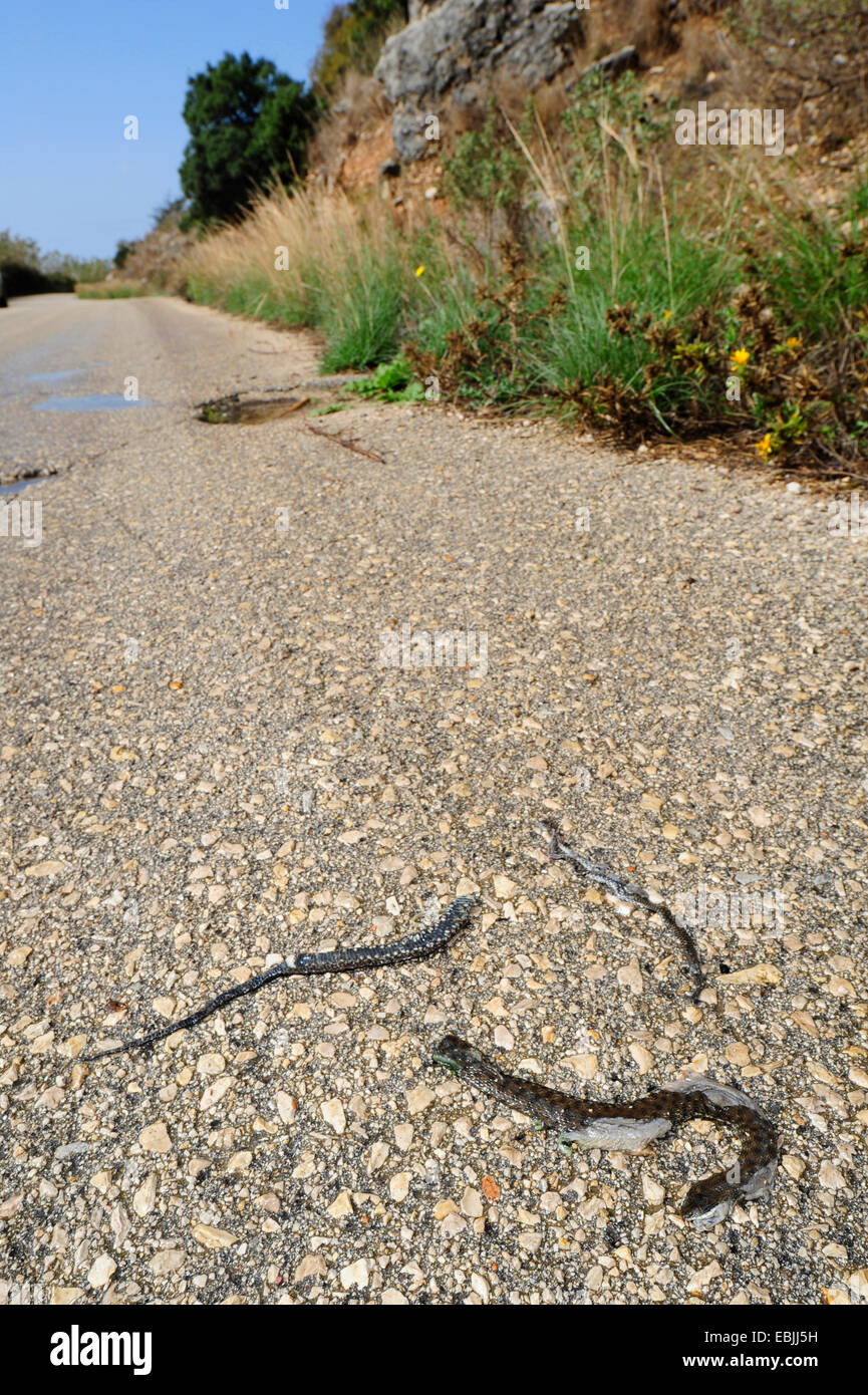 dice snake (Natrix tessellata), knocked down dice snake on a road in a conservation area, Greece, Peloponnes Stock Photo