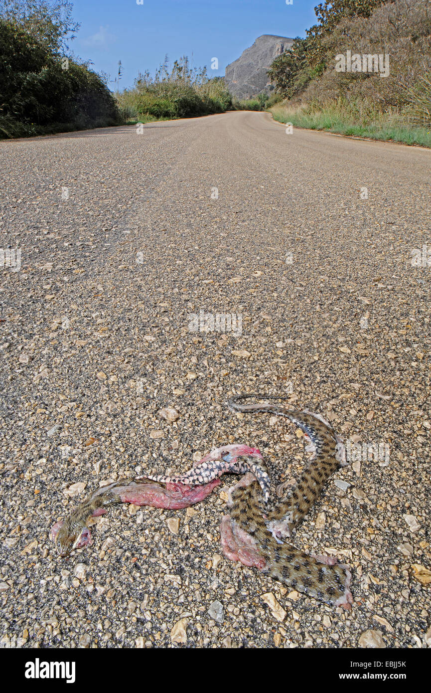 dice snake (Natrix tessellata), knocked down dice snake on a road in a conservation area, Greece, Peloponnes Stock Photo