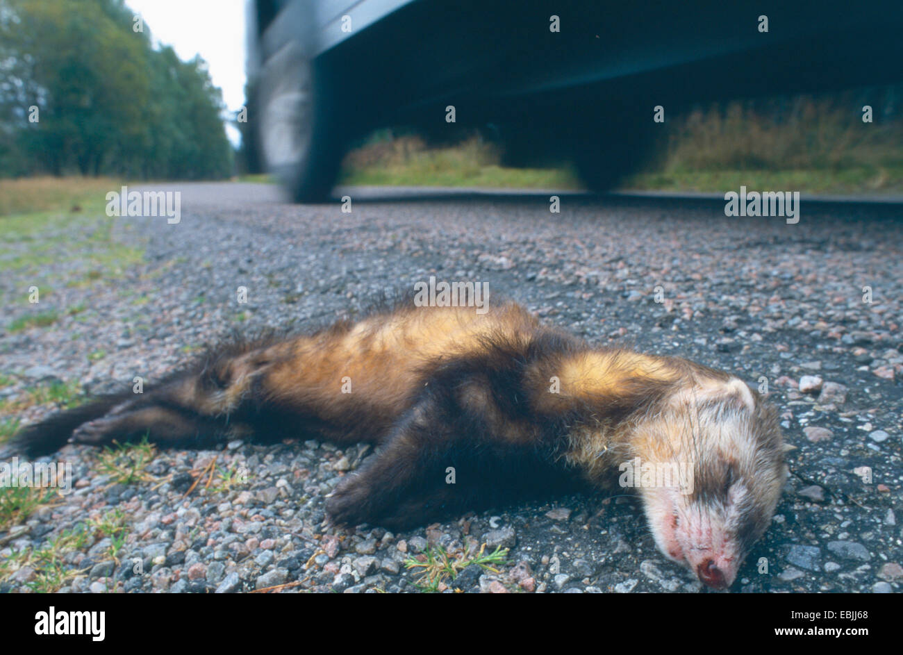 European polecat (Mustela putorius), roadkill, United Kingdom, Scotland, Strathspey, Scotland Stock Photo