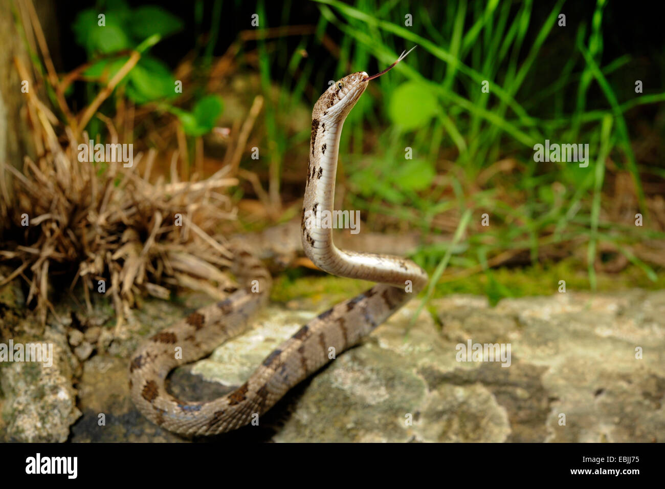 cat snake, European cat snake (Telescopus fallax), flicking, Greece, Peloponnes, Mani Stock Photo