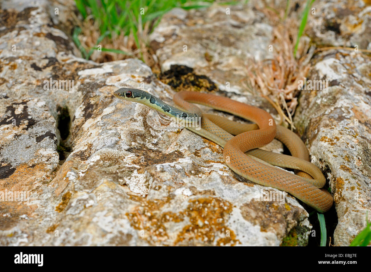 light-green whip snake, Dahl's whip snake (Coluber najadum dahli, Platyceps najadum dahli), lurking, Greece, Peloponnes Stock Photo