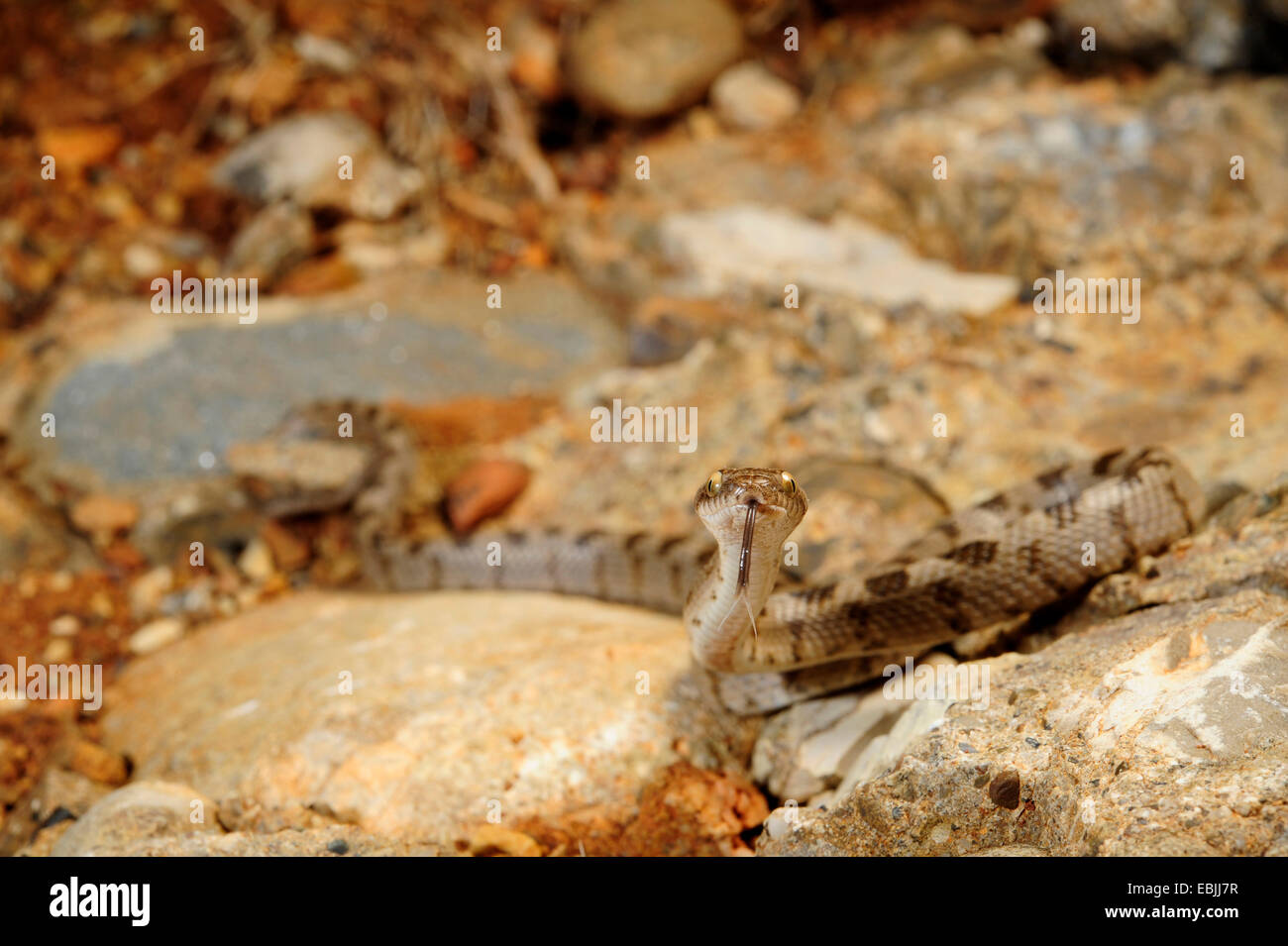 cat snake, European cat snake (Telescopus fallax), juvenile flicking, Greece, Peloponnes, Messinien Stock Photo