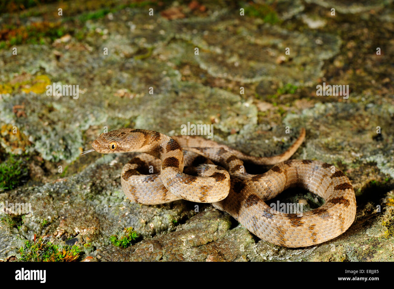 cat snake, European cat snake (Telescopus fallax), juvenile flicking, Greece, Peloponnes Stock Photo