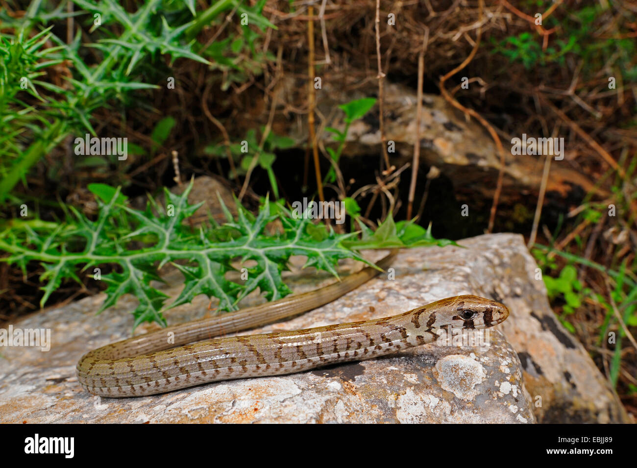 European glass lizard, armored glass lizard (Ophisaurus apodus