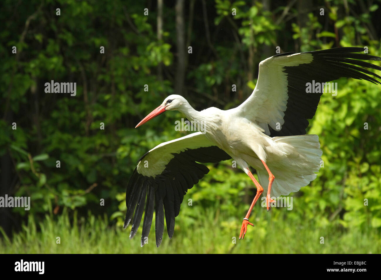 white stork (Ciconia ciconia), beringed individual landing, Germany Stock Photo