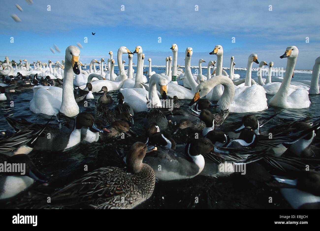 whooper swan (Cygnus cygnus), lots of birds together with northern pintails in the winter habitat at a lake shore, Japan, Hokkaido, Kussharo-Ko Stock Photo